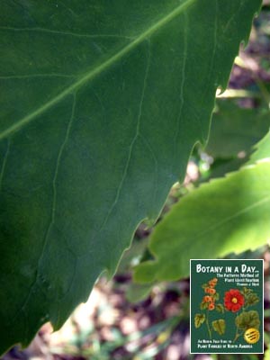 Five-Finger: Pseudopanax arboreus.