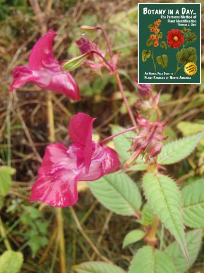 Ornamental touch-me-not: Impatiens glandulifera.