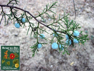 Juniperus deppeana. Aligator Juniper.