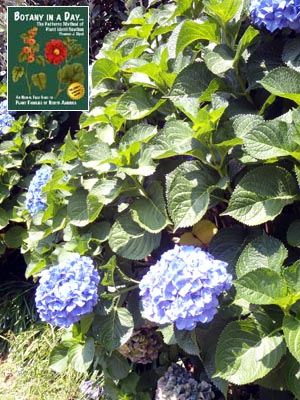 Bigleaf Hydrangea: Hydrangea macrophylla.