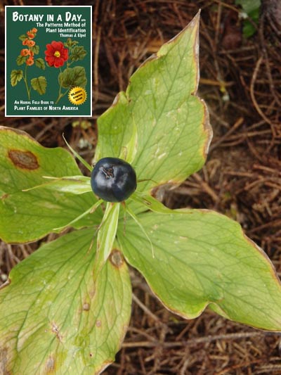  Herb Paris: Paris quadrifolia.