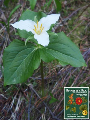 Trillium ovatum. Western White Trillium.