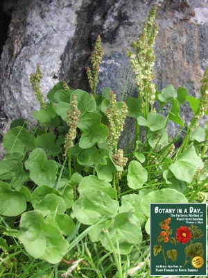 Oxyria digyna. Mountain Sorrel.