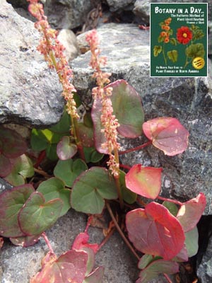 Oxyria digyna. Mountain Sorrel.