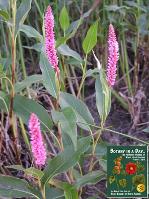 Polygonum amphibium. Water Smartweed.