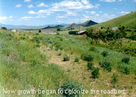 New plant growth after organic matter is hoof impacted into ground.