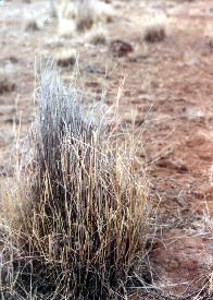 Standing dead vegetation decomposes slower than trampled matter.