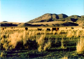 Disperse grazing not trampling standing dead grasses.