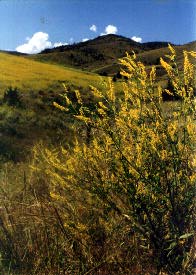 Sweet clover non-native weed.