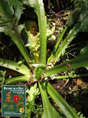 Lysichiton americanus. Western Skunk Cabbage.