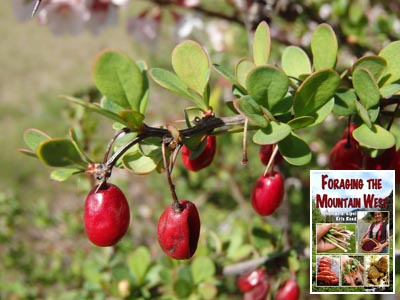 Berberis thunbergii. Japanese Barberry.