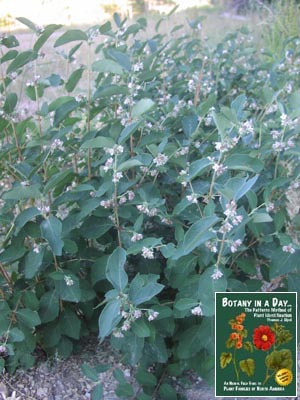 Symphoricarpos albus. Snowberry.