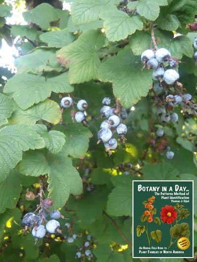 Redflower Currant: Ribes sanguineum.