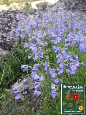  Penstemon procerus. Slender Blue Penstemon.