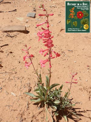 Penstemon utahensis. Utah Penstemon.