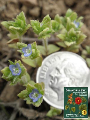 Veronica biloba. Two-lobe speedwell.