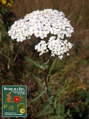 Yarrow: Achillea millefolium.