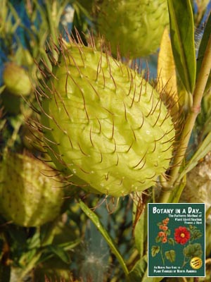 Balloonplant: Asclepias physocarpa.