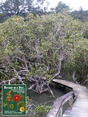 White or Grey Mangrove: Avicennia marina.