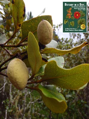 White or Grey Mangrove: Avicennia marina.