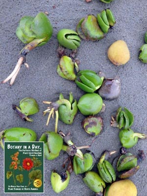 White or Grey Mangrove: Avicennia marina.