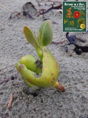 White or Grey Mangrove: Avicennia marina.