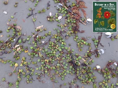 White or Grey Mangrove: Avicennia marina.