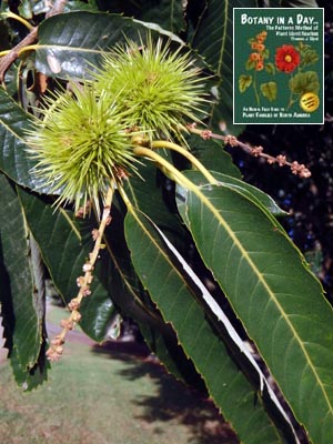 Chestnut: Castanea sp.