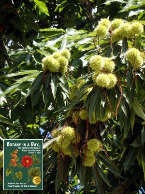 Chestnut: Castanea sp.