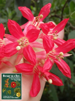 Bolivian Fuchsia: Fuchsia boliviana.