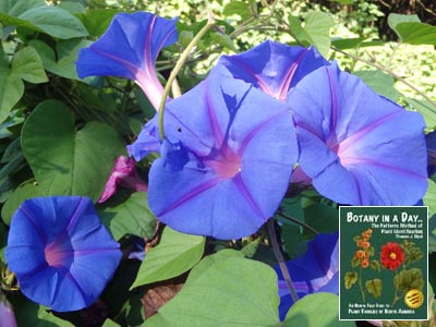 Purple Morning Glory: Ipomoea purpurea.