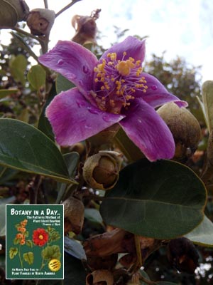 Pyramid Tree: Lagunaria patersonii.