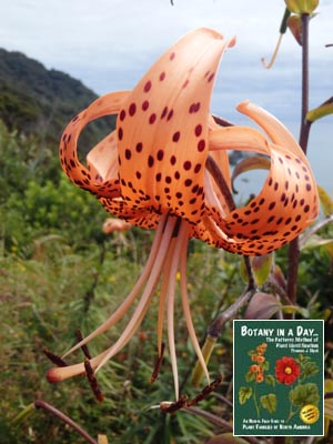 Tiger Lily: Lilium lancifolium.