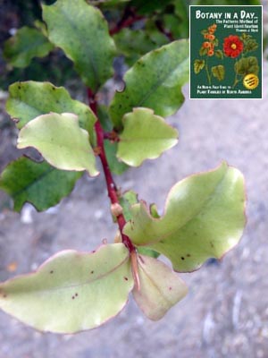 Red Matipo: Myrsine australis.