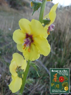 Twiggy Mullein: Verbascum virgatum.