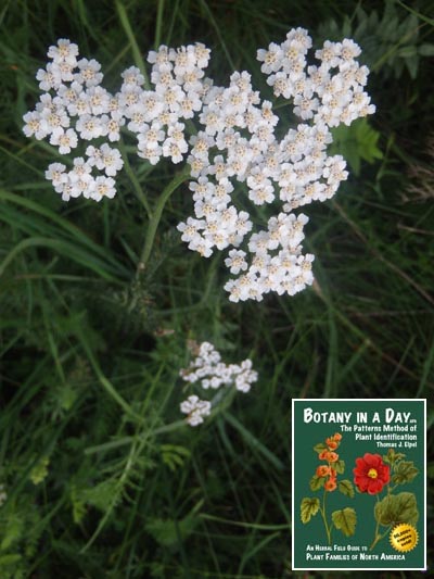 Achilllea millefolium. Common yarrow.