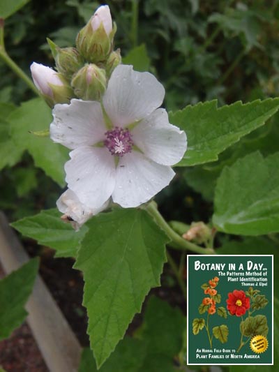 Marsh Mallow: Althaea officinalis.