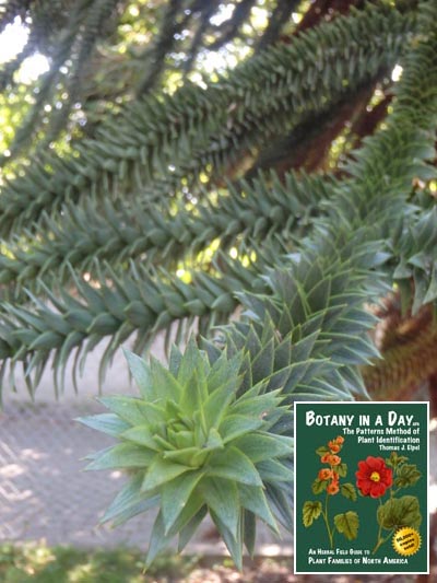 Monkey Puzzle Tree: Araucaria araucana.