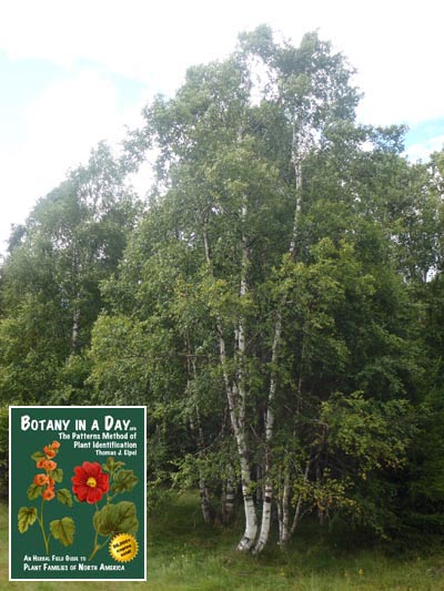 Silver Birch: Betula pendula.