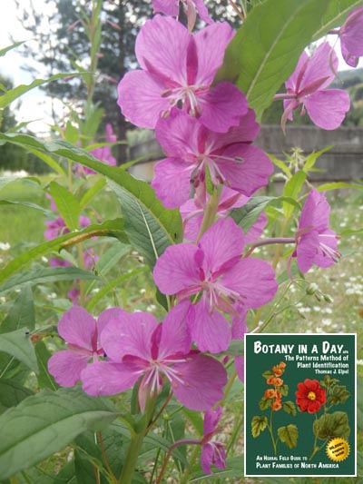 Fireweed. Chamerion angustifolium.