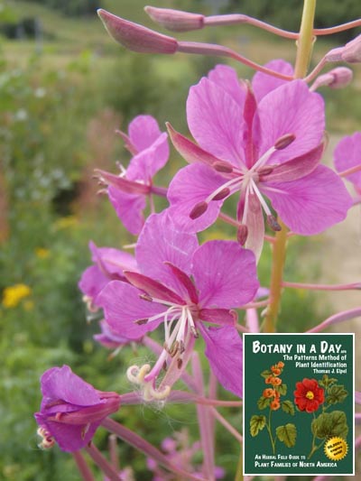 Fireweed. Chamerion angustifolium.