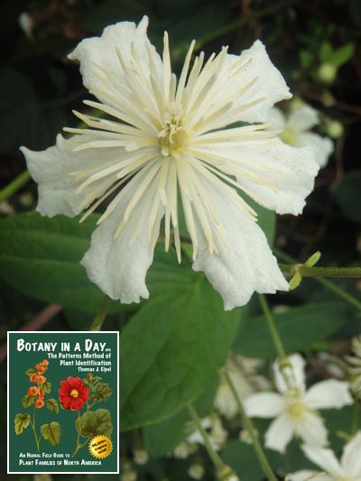 Old Man's Beard: Clematis vitalba.