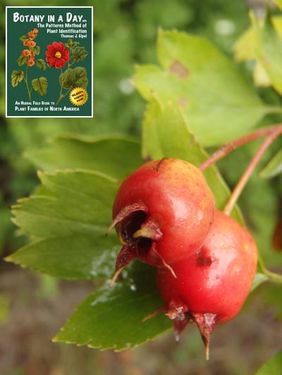 English Hawthorn: Crataegus laevigata.