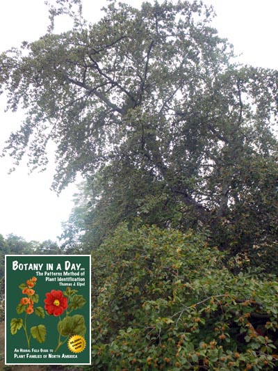 European Beech: Fagus sylvatica.