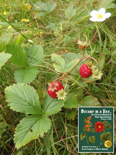 Fragaria vesca. Wild strawberry.