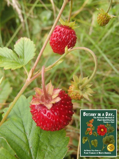 Fragaria vesca. Wild strawberry.