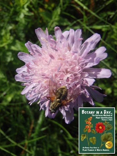 Knautia arvensis. Blue Buttons. 