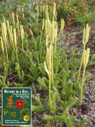 Clubmoss, Lycopodium clavatum.