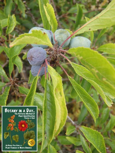  Blackthorn: Prunus spinosa.