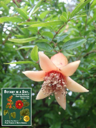 Pomegranate: Punica granatum.